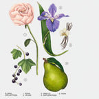 ZARA PEONY EAU DE PARFUM  90ML